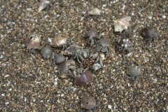 06-Hermit crabs